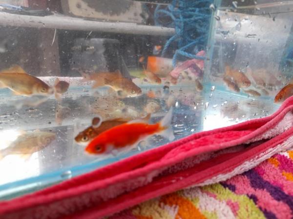 Image 2 of Multiple baby goldfish for sale
