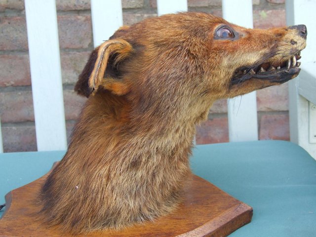 Vintage taxidermy Fox head c 1930 — photo 3 of 3