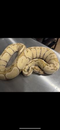 Image 6 of Royal Pythons available