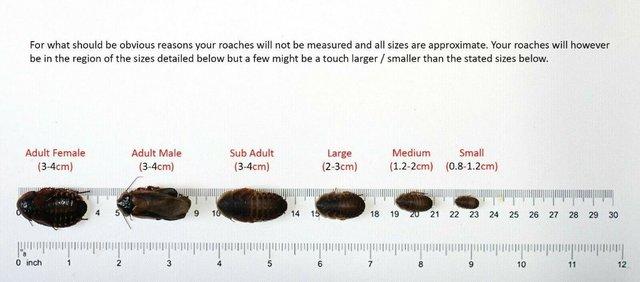 Image 4 of Dubia Roaches Feeder Reptile Food - Can post Mainland Uk