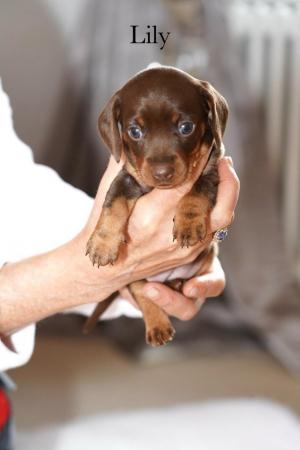 Image 5 of 5 Star KC Reg Chocolate Miniature Dachshund Puppies