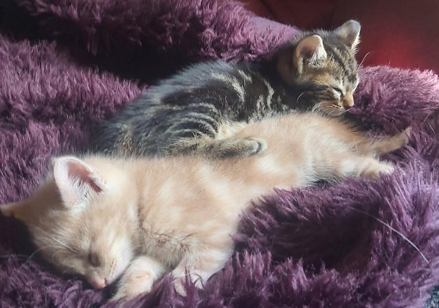 Image 24 of SILVER TIPPED TABBY KITTENS