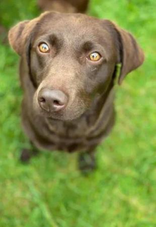 Image 3 of Chocolate Labrador puppies - Excellent pedigrees