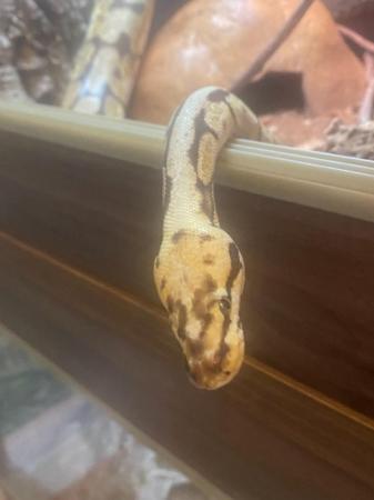 Image 15 of Various Snakes & Vivariums - Royal / Ball Pythons