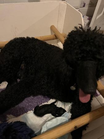 Image 6 of gorgeous show quality standard poodle puppies