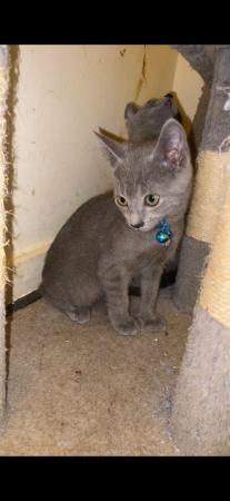 Image 9 of 6 Full pedigree russian blue kittens. GCCF registered.