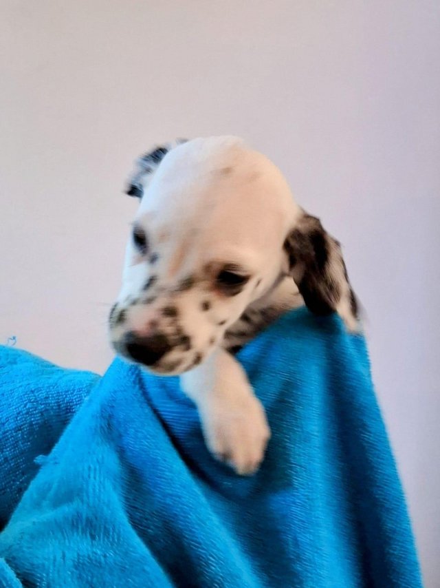 Preview of the first image of Dalmatian puppies, black & white/liver & white.