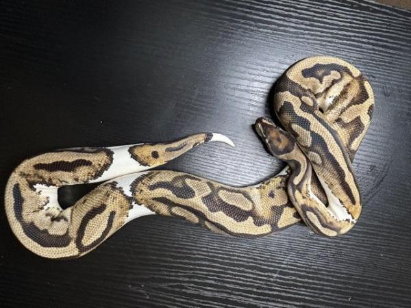 Image 4 of Royal/ball pythons for sale