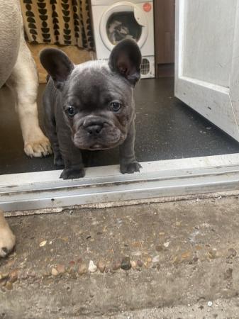 Image 4 of Blue French bulldog puppies