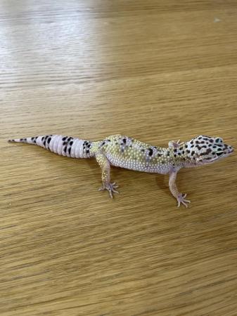 Image 2 of Leopard Geckos CB2023 for sale