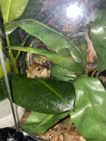 Image 1 of Whites Tree Frog - with full bio set up and heatpad