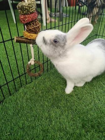 Image 2 of 5 Year Old Male Crossbreed Rabbit