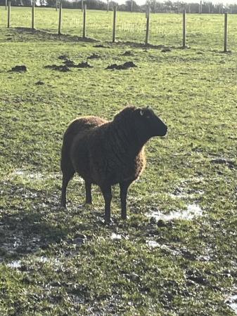 Image 3 of Sheep for sale(1 Tup,1 wether)