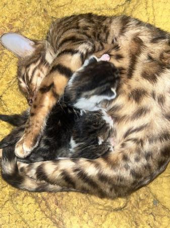 Image 9 of Half bengal kittens only week and a half old??