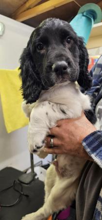 Image 4 of Black and white springer pups
