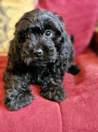 Image 15 of Adorable F1b multicolour cavapoo pups. health tested parents