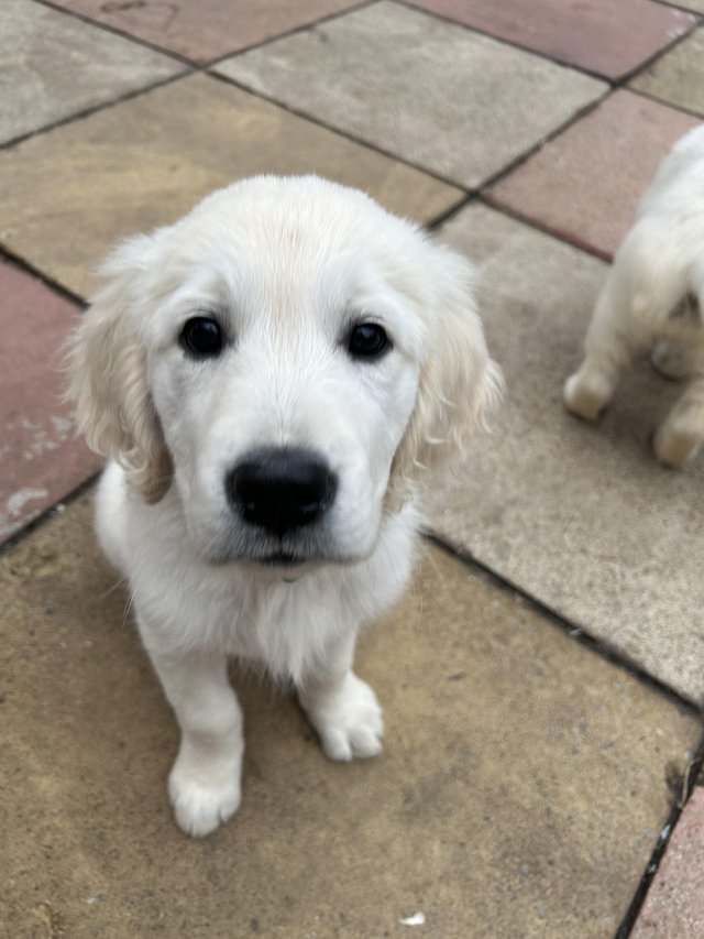 Preview of the first image of Gorgeous KC cream golden retriever puppies.