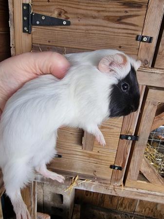 Image 5 of Baby boar guinea pigs for sale