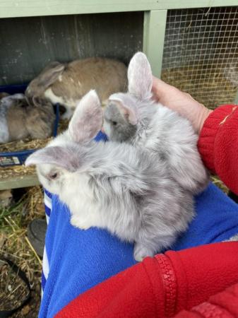 Image 1 of ALL SOLD. Lop’s mixed sex’s. ……………………………………