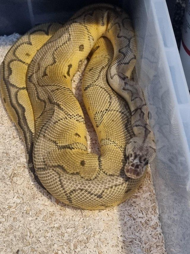 Preview of the first image of Male Super Pastel Clown Ball Python.