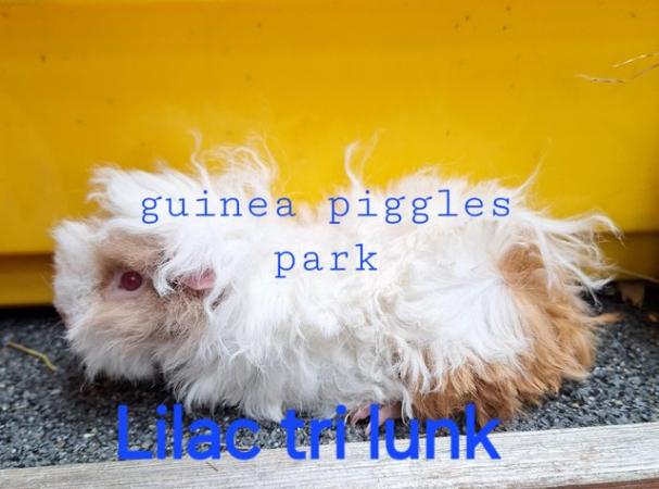 Image 8 of Lunkarya baby boy boar guinea pigs
