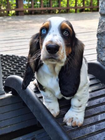 Image 1 of Basset hound puppies ready for new homes