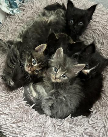 Image 1 of Purebred Maine coon kittens
