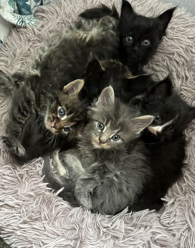 Preview of the first image of Purebred Maine coon kittens.