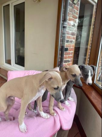Image 14 of Beautiful whippet puppies