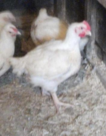 Image 2 of Cobb/ross Meat Bird Hatching eggs.