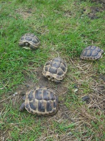 Image 4 of Spur Thighed Tortoises 2022 Hatched