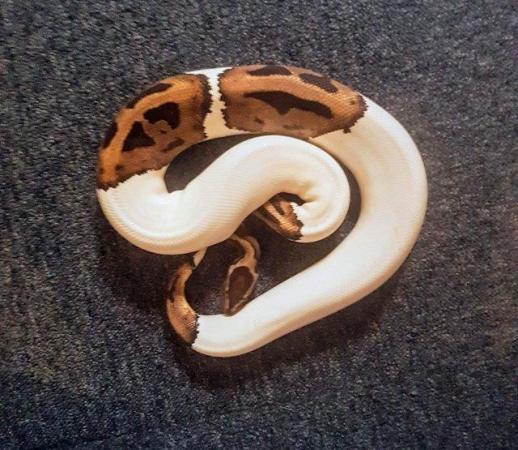 Image 1 of Python/reptile rehoming/rehabilitation