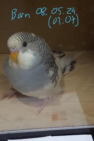 Image 14 of !!!For sale young budgies for rehoming!!!
