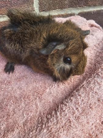 Image 3 of Beautiful baby guinea pig boars