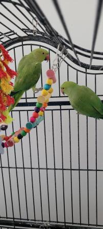 Image 3 of 12 months old male and female indian ring parrots