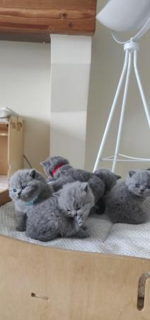 Image 10 of Amazing British Shorthair Blue registered kittens