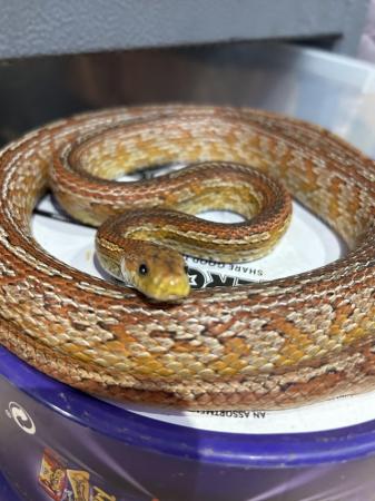 Image 6 of Various snakes corns pythons rat snakes