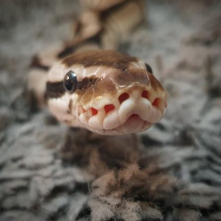 Image 2 of Male Ball python for sale