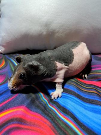 Image 1 of REDUCED. Baby Male Skinny Pigs For Sale - 2 LEFT