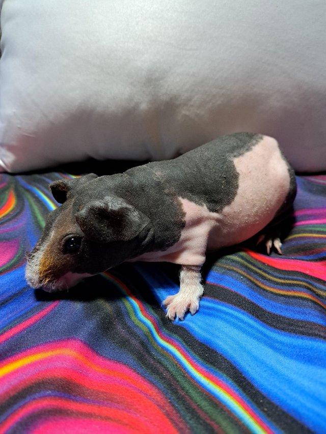 Preview of the first image of REDUCED. Baby Male Skinny Pigs For Sale - 2 LEFT.