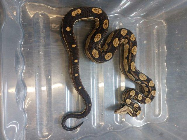 Preview of the first image of CB20 Male Motley het Kahl Albino.