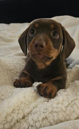 Image 2 of Male light chocolate and tan miniture dashhound