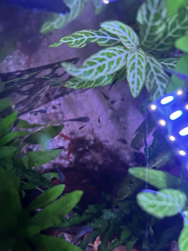 Preview of the first image of Cherry shrimp and guppies for sale.