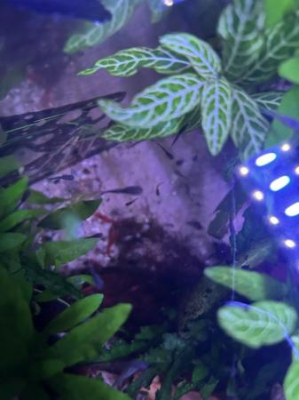 Image 1 of Cherry shrimp and guppies for sale