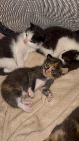 Image 6 of 4 beautiful kittens 2 girls 2 boys