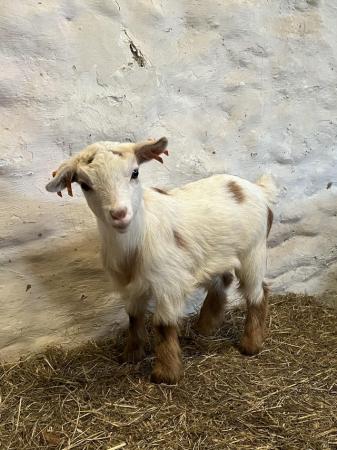 Image 4 of Beautiful female Pygmy goat kids - fully registered.