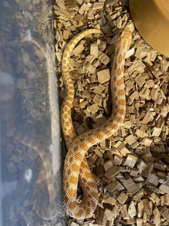 Image 4 of 10 month old albino hognose
