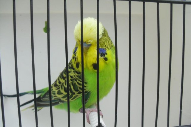 Image 9 of Exhibition Type Budgies Adult Males