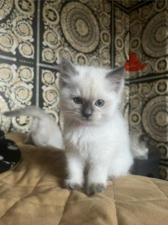 Image 12 of Stunning ragdoll kittens looking for the best homes