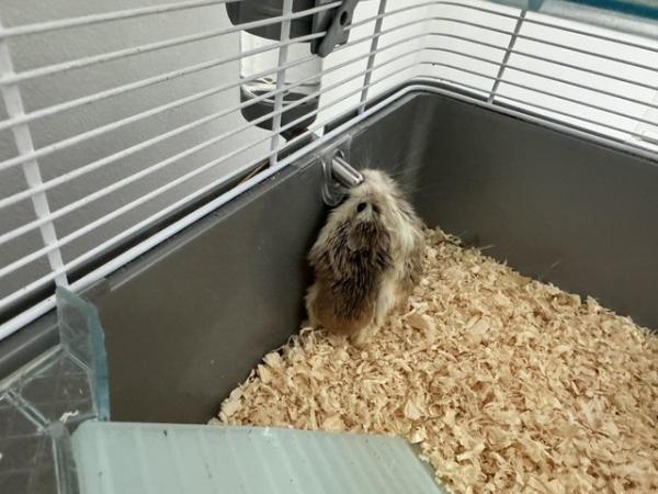 Image 1 of Dwarf female hamster pair & cage